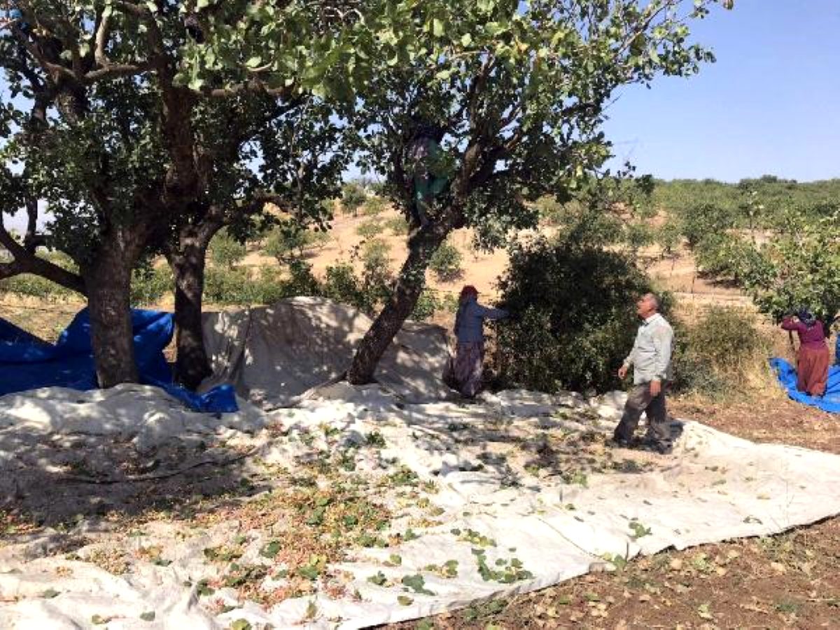 Fıstık işçileri randevuyla çalışmaya başladı
