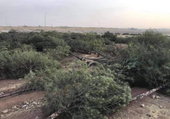 Urfa’da yine ağaç katliamı !