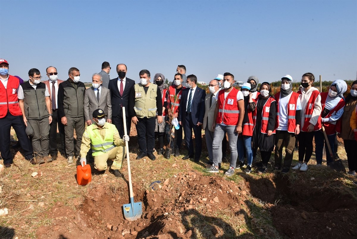 Vali Erin: Bu Yıl Hedefimiz En Az 5 Milyon Fidan
