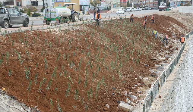 Şanlıurfa Baharla Birlikte Rengarenk Çiçekler Açacak !