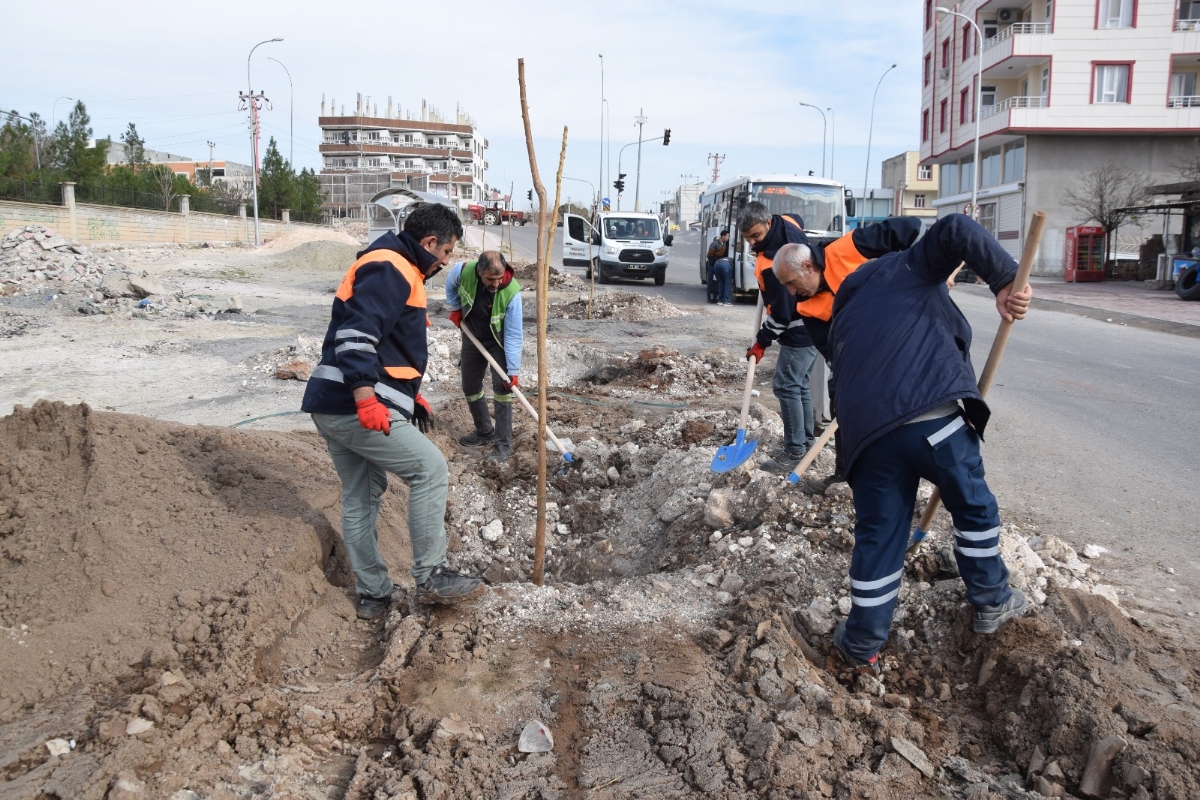VİRANŞEHİR`DE AĞAÇLANDIRMA ÇALIŞMASI !!!