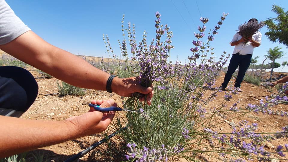 Suruç'ta Lavanta Hasatı Başladı (Video)