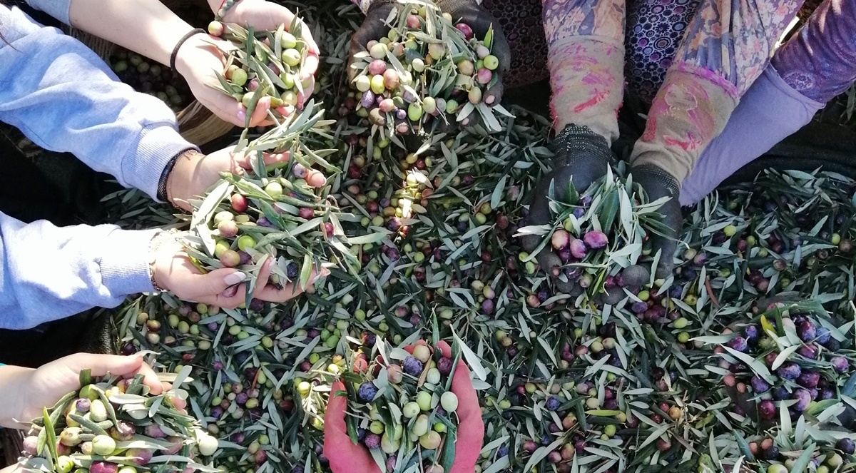 Sofralık Zeytin İhracat Rekoru