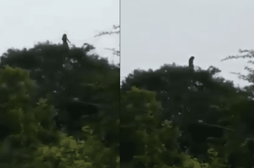 Ağacın tepesinde ağlayan kadın tüm dünyada gündem oldu