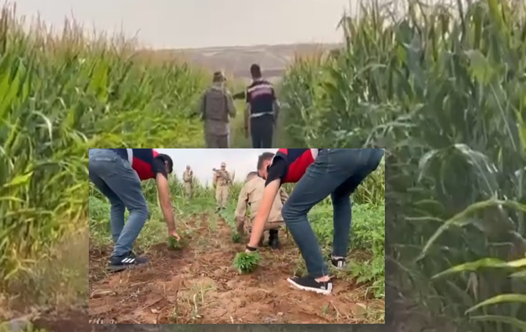 Hilvan’da 95 kök kenevir bitkisi ele geçirilerek imha edildi