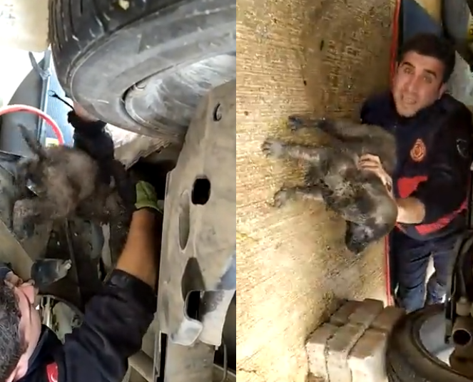 Urfa’da araçta sıkışan yavru köpek kurtarıldı