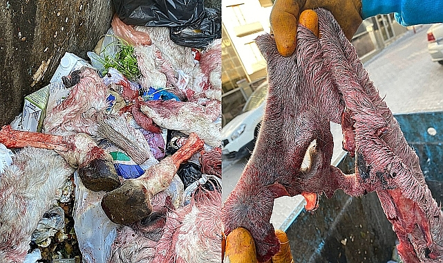 Urfa’da o kasap gözaltına alındı