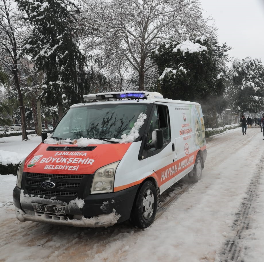 Büyükşehir Belediyesi sokak hayvanlarını unutmadı!