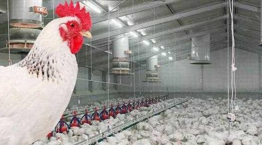 Bakanlıktan açıklama! Kuş gribinden yeni gelişme