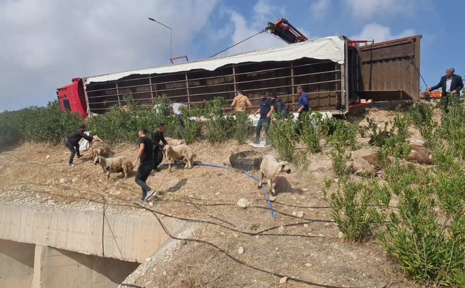 Şanlıurfa'da Tır devrildi! 80 koyun telef oldu