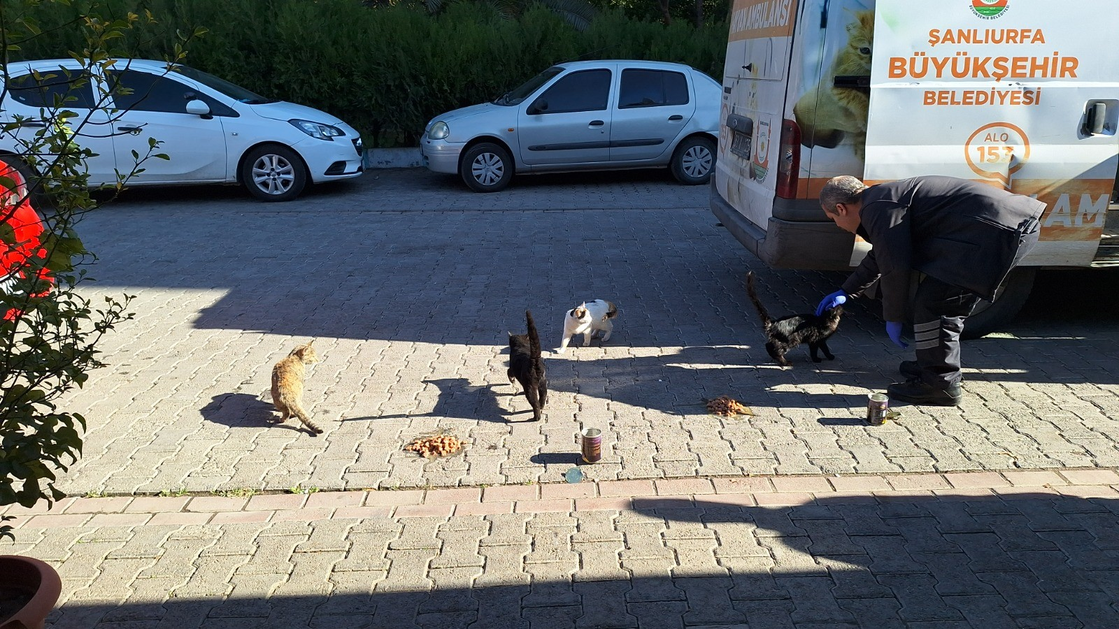 Büyükşehir’den minik dostlara mama