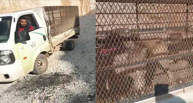 Topladıkları sokak hayvanlarını başka bir ilçeye salarken yakalandılar