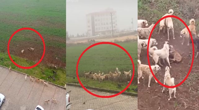 Yer Viranşehir! Sokak köpekleri başka bir köpeği parçaladılar