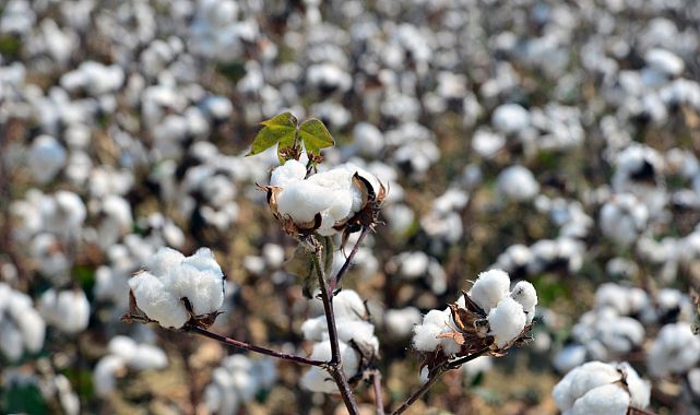 Kütlü pamuğun fiyatı açıklandı! 25,250'den işlem görecek