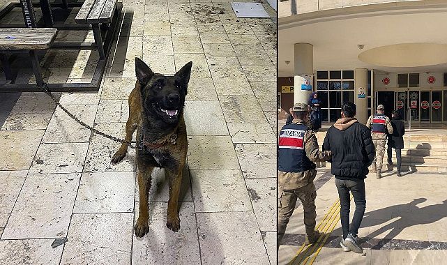 Şanlıurfa'da çalınan K-9 kurt köpeği sahibine teslime edildi