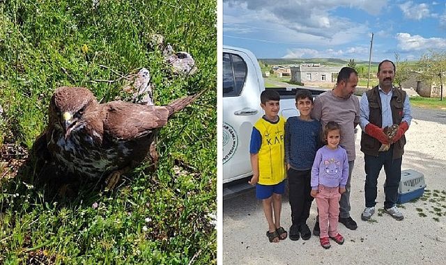 Urfa'da yaralı Kızıl Şahin, yetkililere teslim edildi