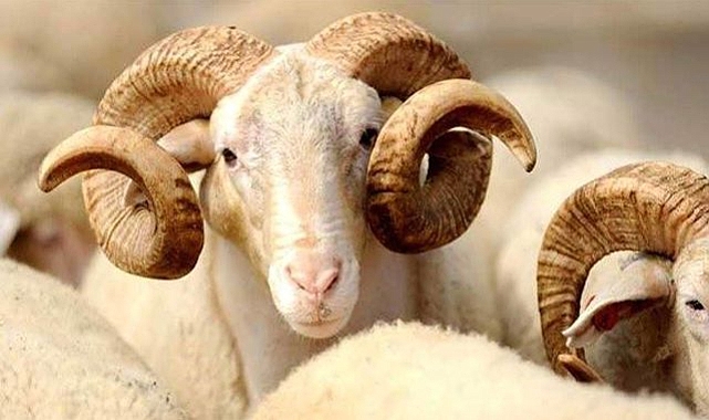 Kurban Bayramı zaman olacak, 9 günlük tatil var mı?