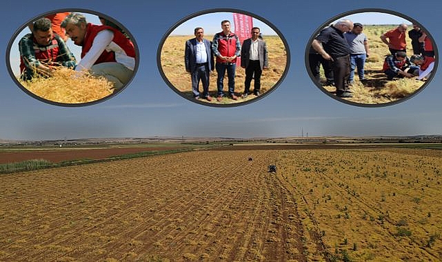 Şanlıurfa, Türkiye'nin kırmızı mercimek üretiminde birinci sırada