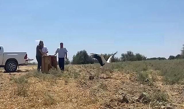 Tedavi Edilen 3 Leylek Doğal Yaşama Salındı 