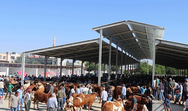 Şanlıurfa'da Şap Alarmı! Bozova ve Siverek'te Hayvan Pazarları Kapalı