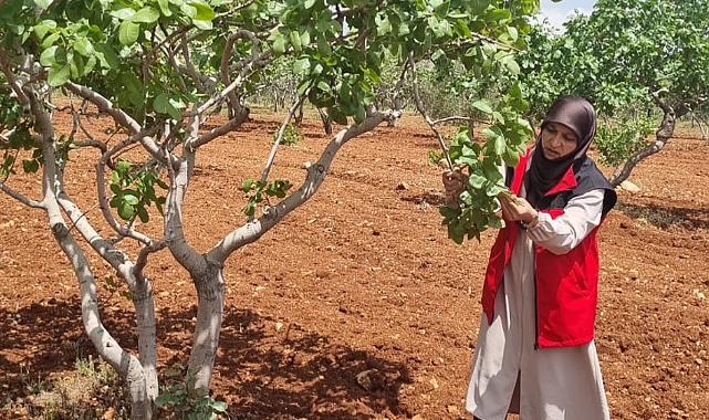 Şanlıurfa’da Alo Ziraat Uygulaması ile Fıstık Bahçelerinde Başarı!
