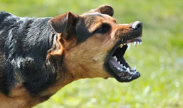 Şanlıurfa'da Yine Köpek Saldırısı! Yaralının Durumu Ağır