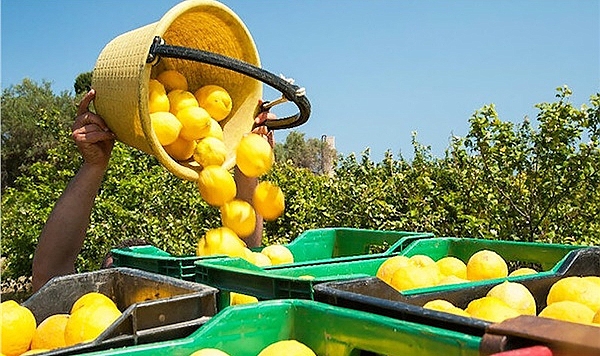 Ticaret Bakanlığı, Limon İhracatını Geçici Olarak Durdurdu!
