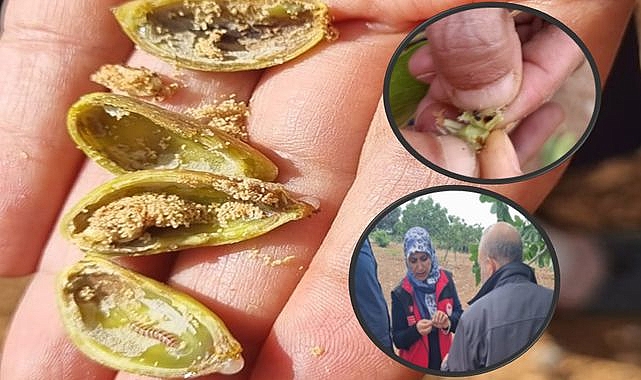 Alo Ziraat Doktorum Ekibi, Şanlıurfalı Çiftçilere Anında Destek Sunuyor!