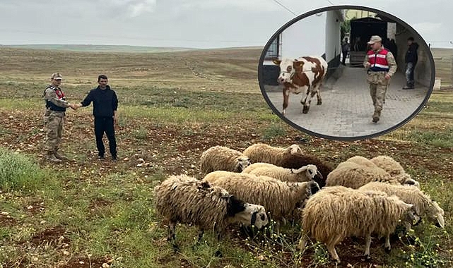 Şanlıurfa'da 26 Kaybolan Hayvan, Jandarma Çalışmalarıyla Bulundu