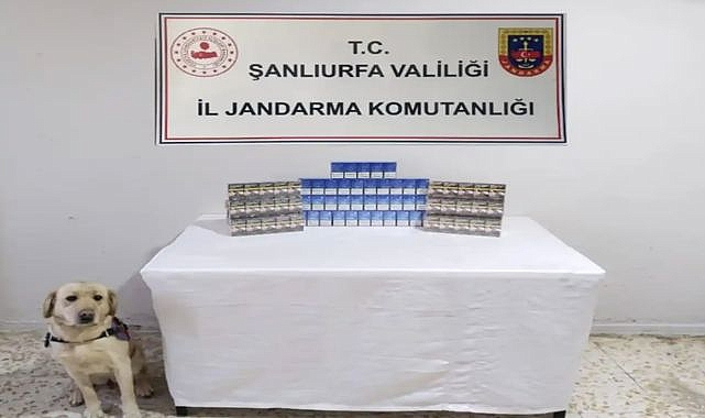 Şanlıurfa'da Jandarma Kaçakçılara Göz Açtırmadı Yüzlerce Kaçak Sigara Yakalandı!