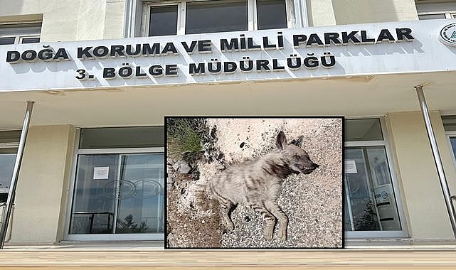 Şanlıurfa'da Nesli Tükenme Tehlikesindeki Çizgili Sırtlan Ölü Bulundu