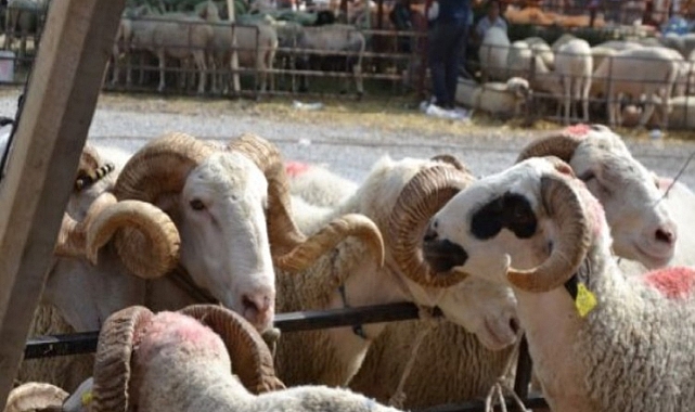 Şanlıurfalı Vatandaşlar Dikkat! Tarım Bakanlığı’ndan Kritik Uyarı