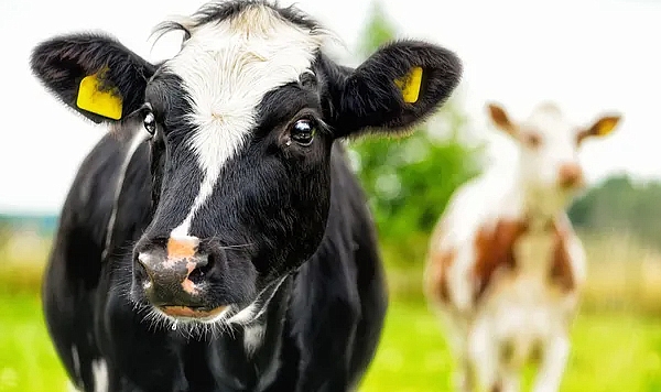 Tarım Bakanlığı'ndan Çiftçiye 3,3 Milyar TL Destek Ödemesi!