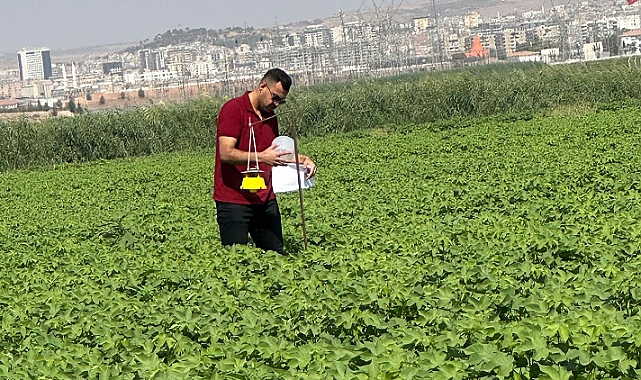 Haliliye’de Pamuk Tarlalarına Tuzak Kuruldu, Zararlılar Sayılıyor!