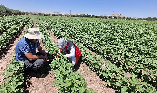 Pamukta Zararlı Alarmı! Şanlıurfa’da Trips ve Kırmızıörümcek Tespit Edildi