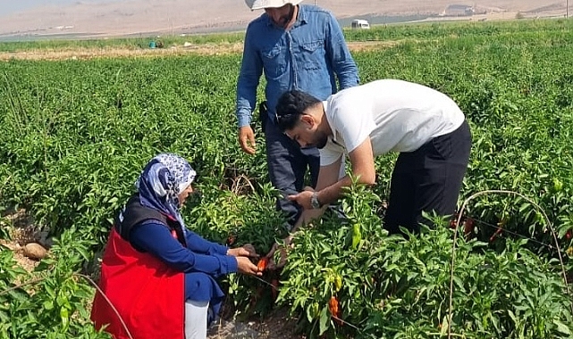 Şanlıurfa’da Bitki Sağlığı Çalışmalarıyla Üreticilere Destek Veriliyor!