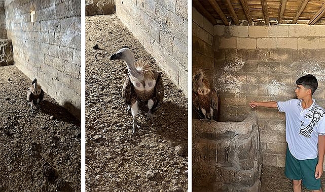 Şanlıurfa’da Nesli Tükenmekte Olan Akbabaya Hayat Kurtaran Müdahale