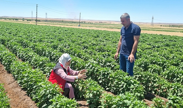 Şanlıurfa’da Üreticilere Zirai Uyarı! Toprak Dengeyi Kaybediyor