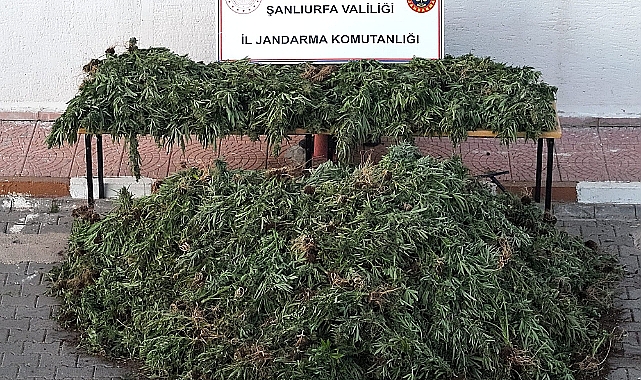Şanlıurfa Jandarması Uyuşturucuya Karşı Kararlı, Siverek’te Büyük Operasyon!