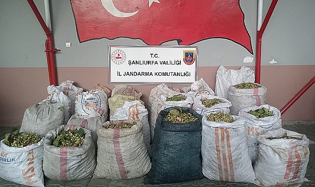 Şanlıurfa’da Fıstık Hırsızlarına Ağır Darbe, 13 Şüpheli Suçüstü Yakalandı!