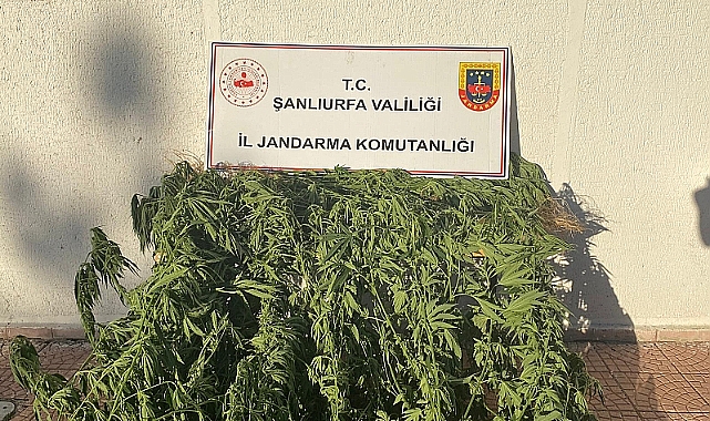 Şanlıurfa’da Uyuşturucu Operasyonu! Jandarma 35 Kök Kenevir Ele Geçirdi
