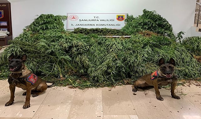 Şanlıurfa Güvenlik Güçlerinden Şok Uyuşturucu Operasyonu 11 Kilo Esrar Yakalandı