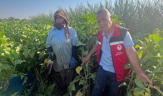 Şanlıurfa İl Tarım Müdürü Söğüt, Birecik Patlıcanı Tarlasını Ziyaret Etti