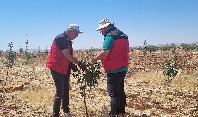 Şanlıurfa Tarım Müdürlüğü’nden Zeytinlerde Hastalık ve Yabancı Ot Uyarısı