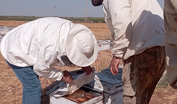 Şanlıurfa, Arıcılıkta Türkiye'nin Yeni Yıldızı Olma Yolunda