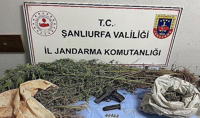 Şanlıurfa’da Uyuşturucuya Ağır Darbe! Esrar İle Kök Kenevir Ele Geçirildi