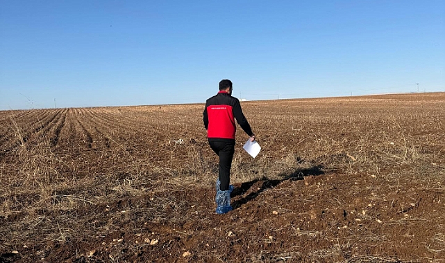 Şanlıurfa’da Pamuk Potansiyeli Ortaya Çıktı Haliliye Tarımı Canlanıyor!