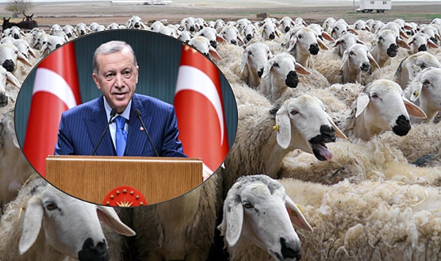 Küçükbaş Hayvancılığa Yeni Dönem Cumhurbaşkanı Erdoğan'dan Büyük Müjde!