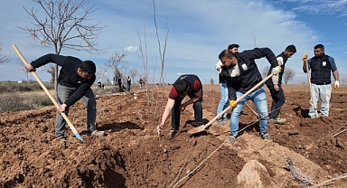 Büyükşehir Belediyesi Akçakale İşletmesi’nde Çınar Ağaççı Fidanları Yetiştiyor