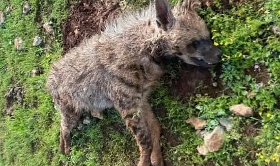 Şanlıurfa’da Nesli Tehlikedeki Olan 1 Çizgili Sırtlan Daha Telef Oldu!